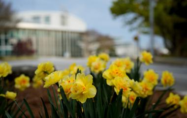 Georgia Tech campus in spring. Yellow daffodils in forefront.